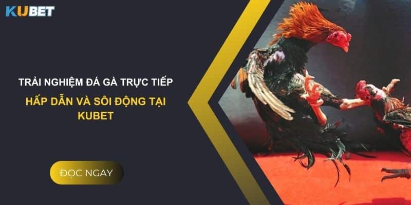 Trải nghiệm đá gà trực tiếp: Hấp dẫn và sôi động tại Kubet