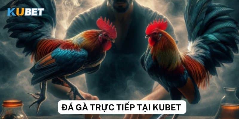 Hướng dẫn đặt cược đá gà trực tiếp tại Kubet