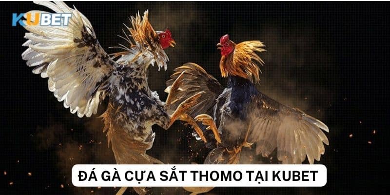 Đánh giá đá gà cựa sắt thomo tại nhà cái Kubet