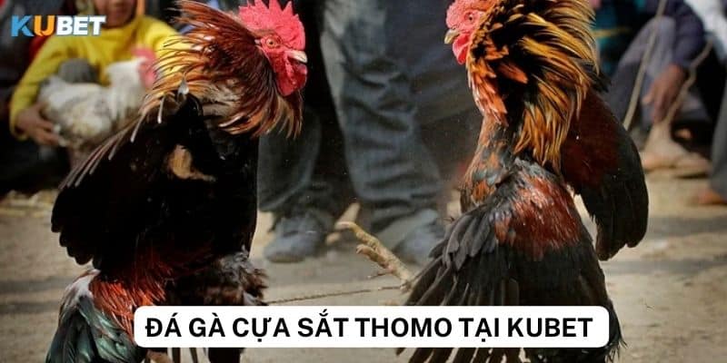 Các phương pháp phân tích kèo đá gà cựa sắt thomo