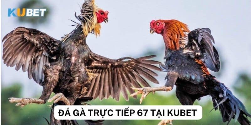 Xem đá gà trực tiếp 67 tại Kubet