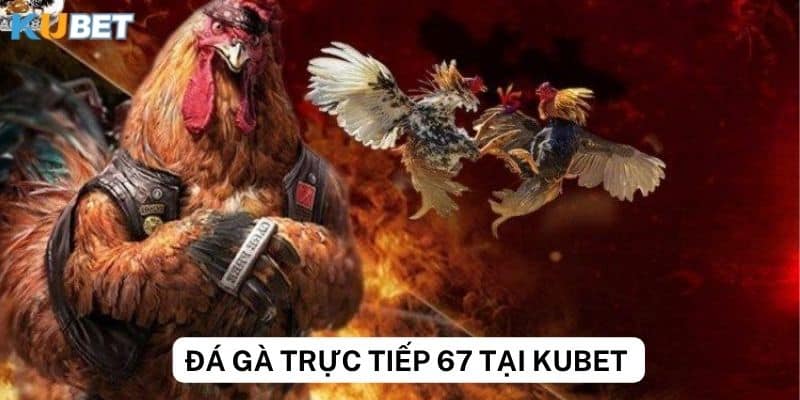 Cách đặt cược đá gà trực tiếp 67 Kubet