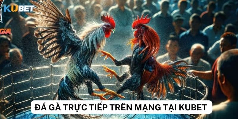 Kinh nghiệm chơi đá gà trực tiếp trên mạng tại KUBET cho người mới bắt đầu