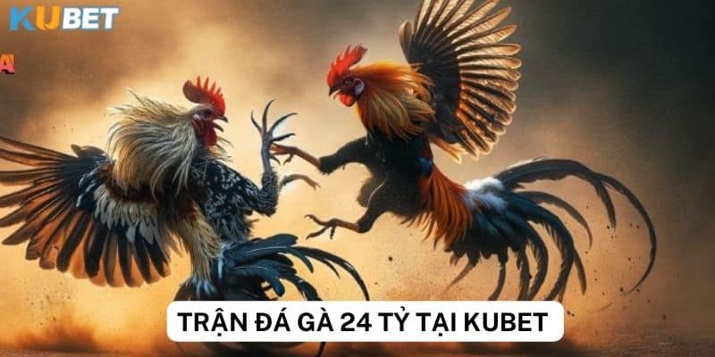 Luật chơi trận đá gà 24 tỷ tại Kubet