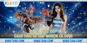 Đá Gà Trực Tiếp