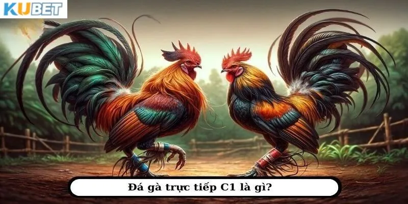 Đá gà trực tiếp C1 là gì?