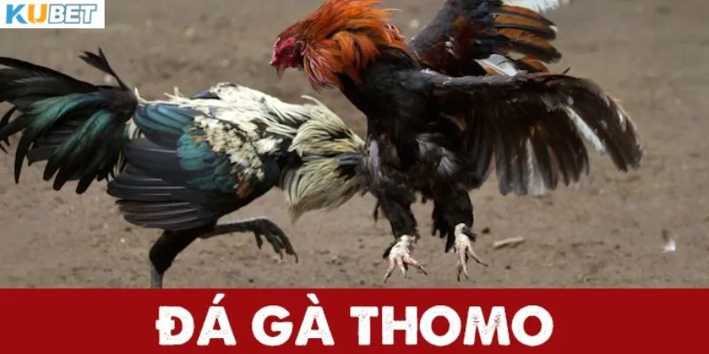 Tìm hiểu về hình thức giải trí đá gà Thomo