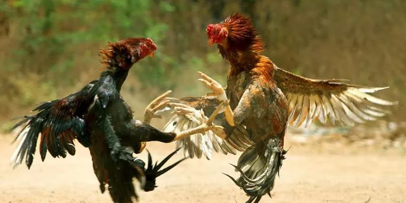 Tổng hợp các hình thức giao lưu đá gà ku bebet