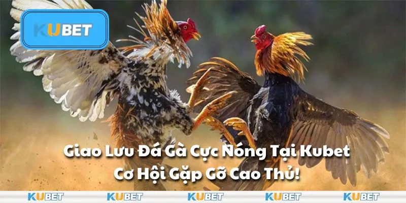 Giao Lưu Đá Gà Cực Nóng Tại Kubet: Cơ Hội Gặp Gỡ Cao Thủ!